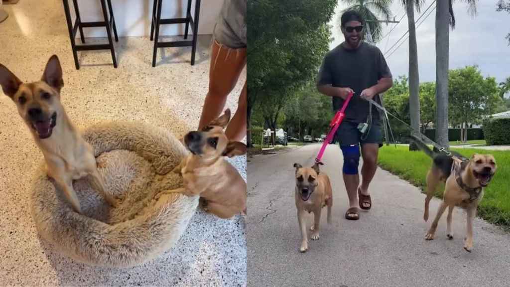 Rescue Pup Meets Mama Foster Dog Secretly Raising Her Babies in His House & This Happens Next