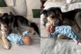 Human Thinks Rescue Dog Barks at Babies’ Toy Out of Fear, Until They Realize What She Really Wants