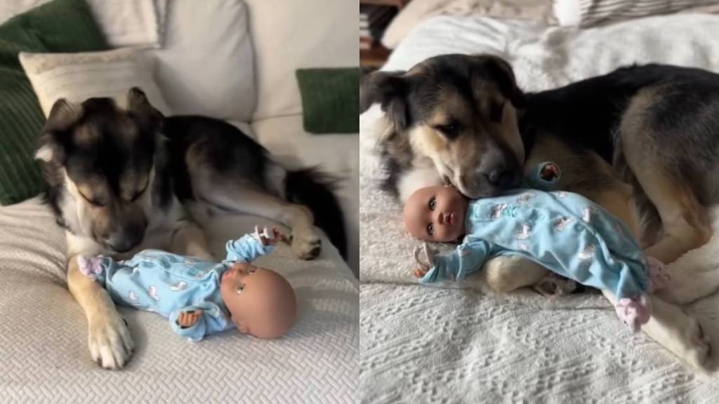 Human Thinks Rescue Dog Barks at Babies’ Toy Out of Fear, Until They Realize What She Really Wants