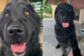 Rescue Dog Left Heartbroken by the Only Family He Loved, Only To Find Kindness From Strangers