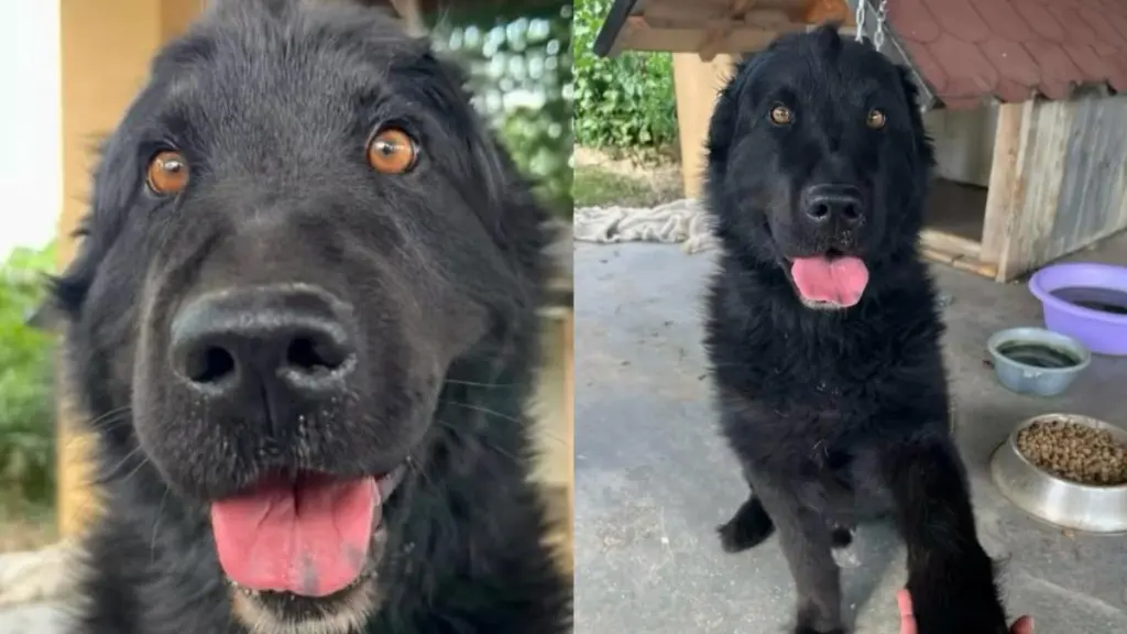 Rescue Dog Left Heartbroken by the Only Family He Loved, Only To Find Kindness From Strangers