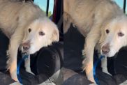 Rescue Dog Facing Final Days Walks Out of Shelter, Unaware It’s Her Last Time Leaving the Doors