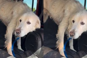 Rescue Dog Facing Final Days Walks Out of Shelter, Unaware It’s Her Last Time Leaving the Doors