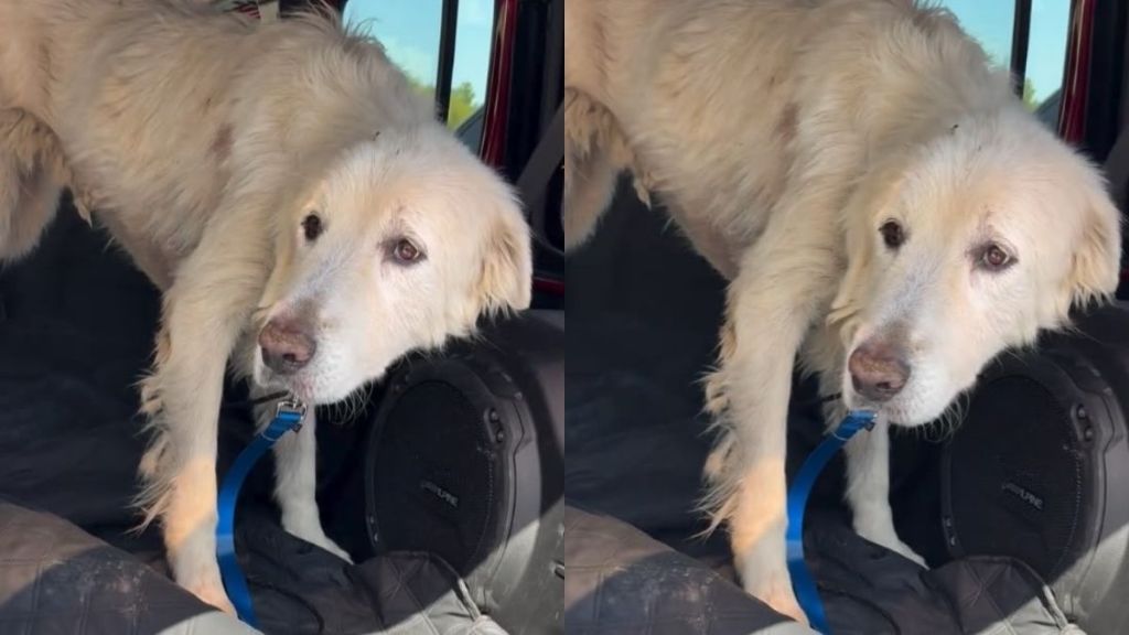 Rescue Dog Facing Final Days Walks Out of Shelter, Unaware It’s Her Last Time Leaving the Doors