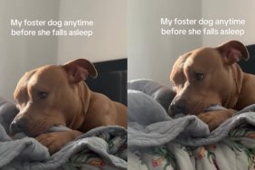 Dog Is Safe in a Loving Foster Home, but Still Does This Emotional Gesture Before Every Nap