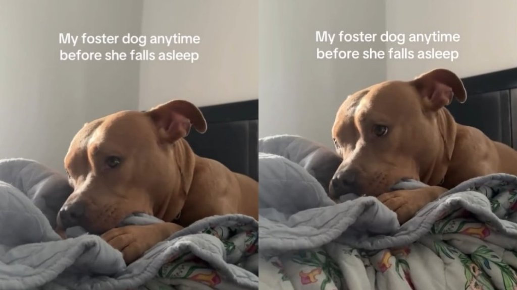 Dog Is Safe in a Loving Foster Home, but Still Does This Emotional Gesture Before Every Nap