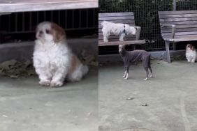 Rescue Dog Doesn’t Know How To Play After Being Left in a Shelter, So She Hides Under a Bench