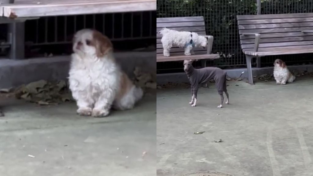 Rescue Dog Doesn’t Know How To Play After Being Left in a Shelter, So She Hides Under a Bench