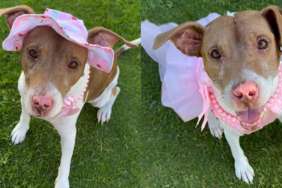 A Year Later, Rescue Dog Still Smiles the Same Way She Did on Her First Day at the Shelter