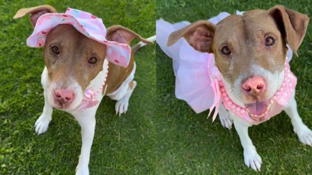 A Year Later, Rescue Dog Still Smiles the Same Way She Did on Her First Day at the Shelter