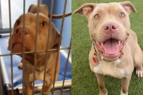 Rescue Dog Was Left To Starve by Her Family When They Moved With No Hope, Until Help Came Knocking