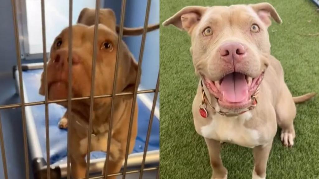 Rescue Dog Was Left To Starve by Her Family When They Moved With No Hope, Until Help Came Knocking