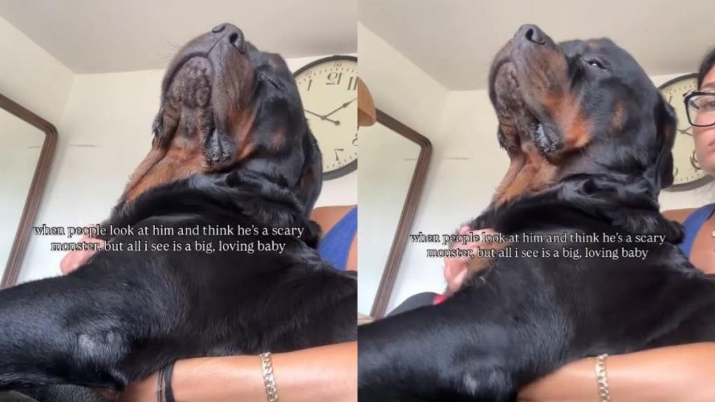 ‘Scary’ Big Dog Has a Soft Loving Side That Completely Changes How People See Him