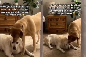 Senior Dog’s Vet Visit Ends With Unexpected Kisses From Someone Special When He Gets Home