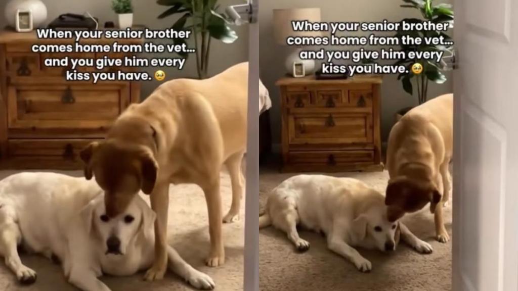 Senior Dog’s Vet Visit Ends With Unexpected Kisses From Someone Special When He Gets Home