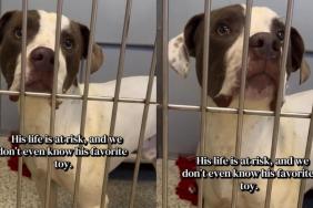 Shelter Dog at Risk of Losing Everything Leaves Human With Lingering Questions Nobody Can Answer