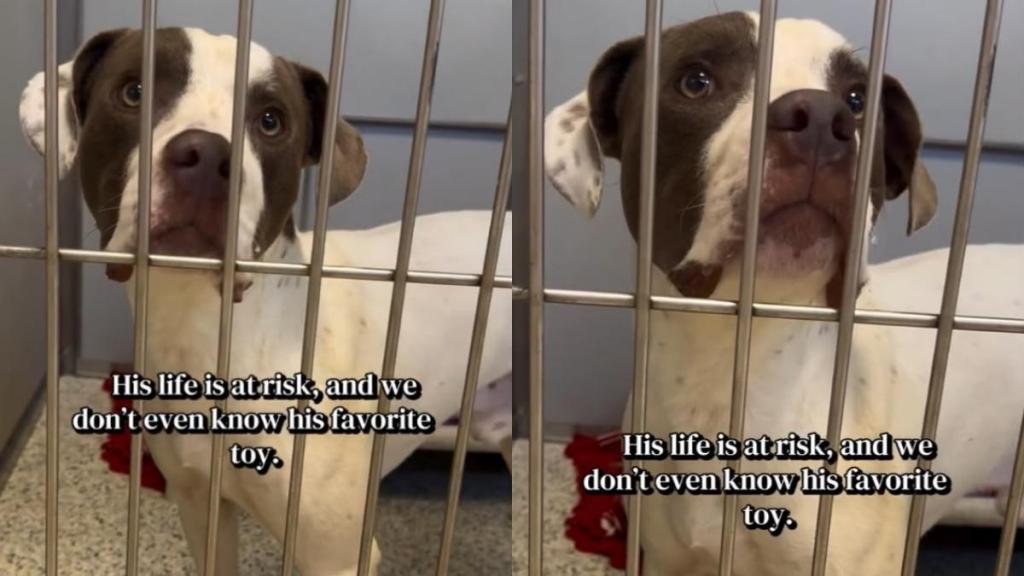 Shelter Dog at Risk of Losing Everything Leaves Human With Lingering Questions Nobody Can Answer