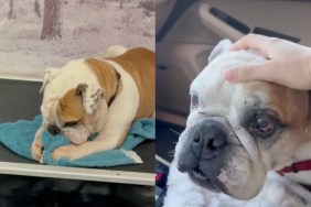 shelter dog comforts himself