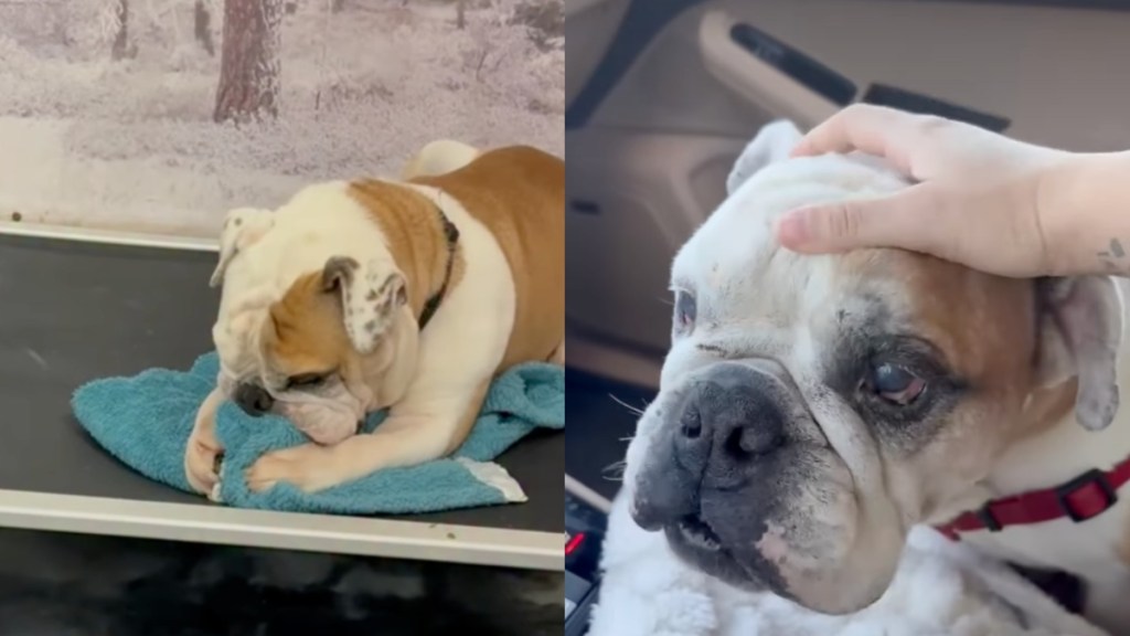 shelter dog comforts himself