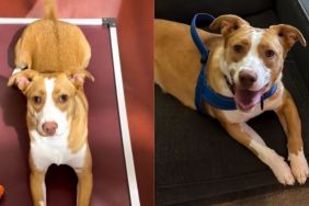 Shelter Dog Runs Towards Freedom, Unaware an Unexpected Adoption Is About To Change Her Life