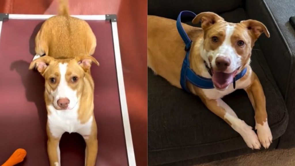 Shelter Dog Runs Towards Freedom, Unaware an Unexpected Adoption Is About To Change Her Life