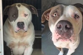 Shelter Dog Looks Heartbroken, Not Knowing What’s Next but Feeling Like Something Is Missing