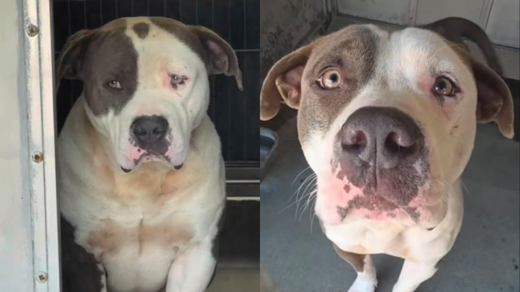 Shelter Dog Looks Heartbroken, Not Knowing What’s Next but Feeling Like Something Is Missing