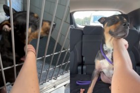 shelter dog human adoption