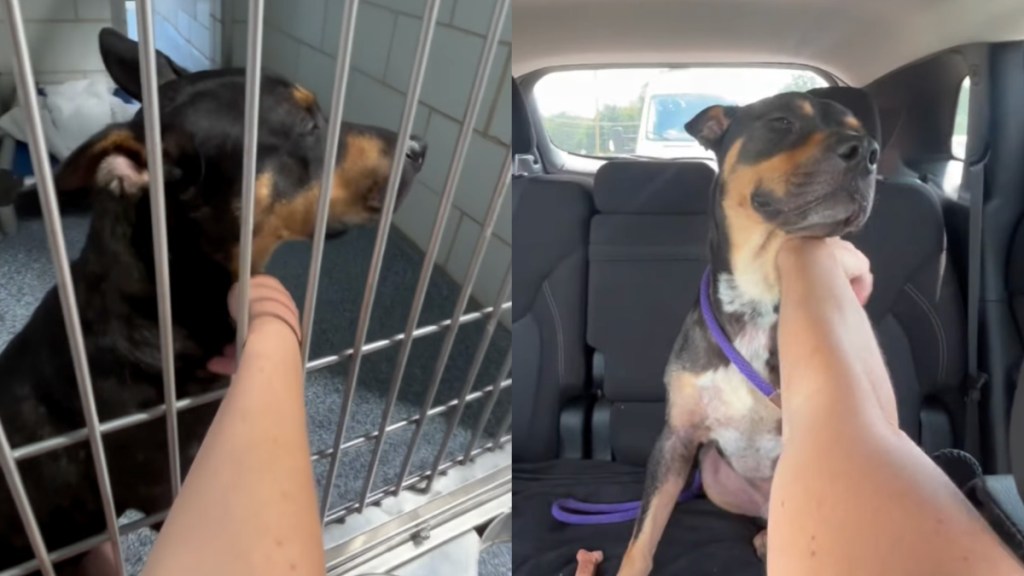 shelter dog human adoption