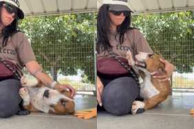 Shelter Dog Falls Into Human’s Arms in Her Kennel, but Her Reaction Shows Just What She Needed