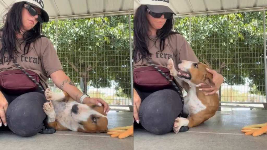 Shelter Dog Falls Into Human’s Arms in Her Kennel, but Her Reaction Shows Just What She Needed