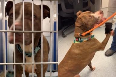 Shelter Dog’s Long Wait Behind Kennel Bars Hasn’t Changed How He Greets Humans & It’s Heartbreaking