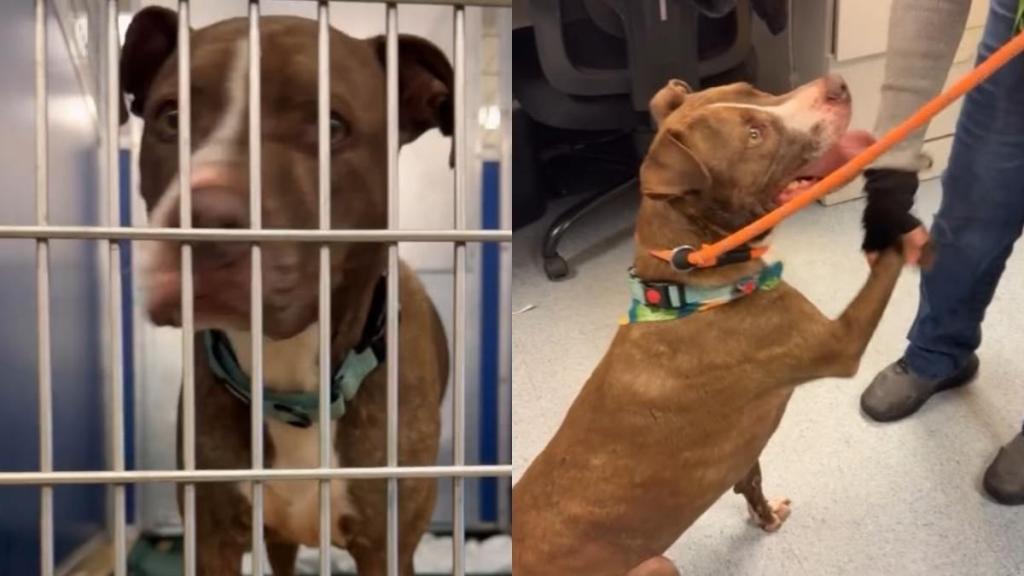 Shelter Dog’s Long Wait Behind Kennel Bars Hasn’t Changed How He Greets Humans & It’s Heartbreaking