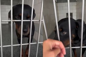Shelter Dog Watches Visitor Walk Past Her Kennel & Does the Same Heartbreaking Thing Every Time
