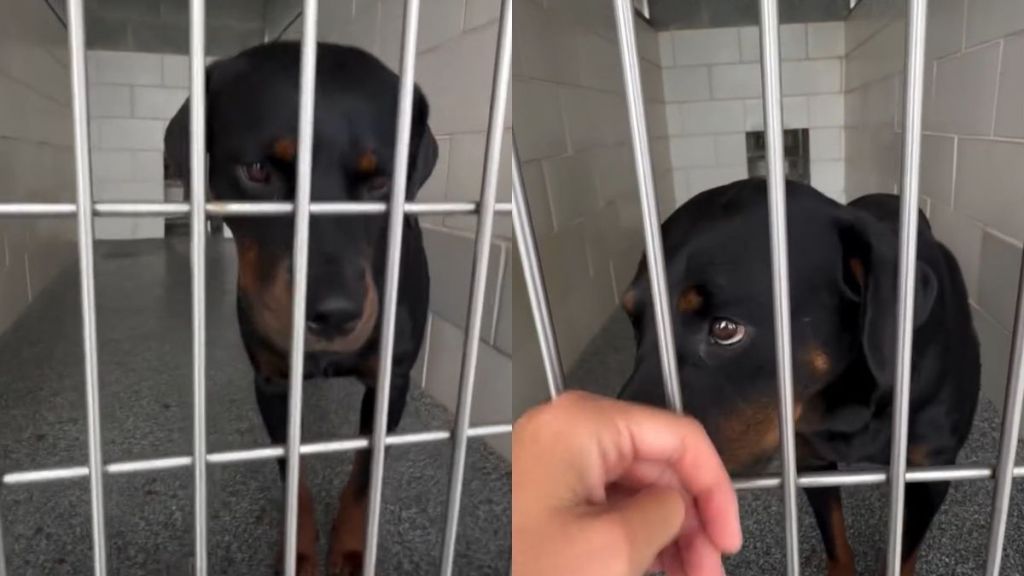 Shelter Dog Watches Visitor Walk Past Her Kennel & Does the Same Heartbreaking Thing Every Time