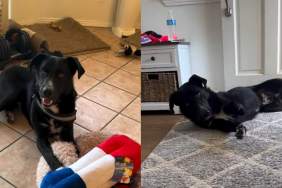 Shelter Dog No One Wanted Thinks It’s His Last Day, Until Somebody Cares Enough to Rescue Him