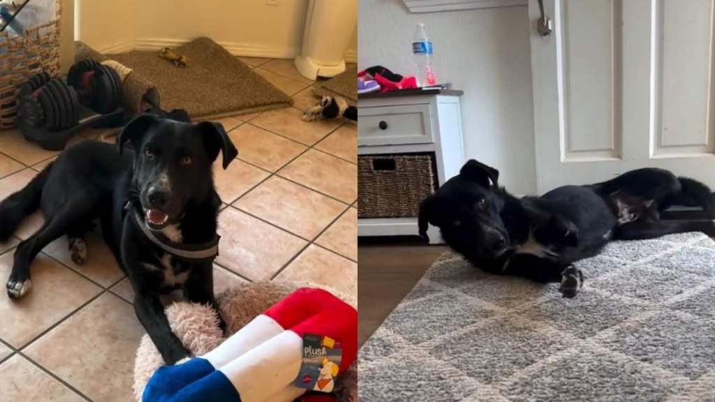 Shelter Dog No One Wanted Thinks It’s His Last Day, Until Somebody Cares Enough to Rescue Him