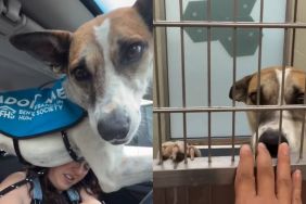 ‘Scared’ Shelter Dog Suddenly Panics in the Car & Human Understands What She’s Trying To Say