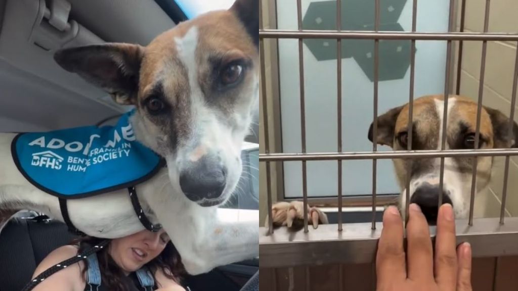 ‘Scared’ Shelter Dog Suddenly Panics in the Car & Human Understands What She’s Trying To Say