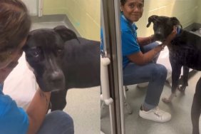 Shelter Dog Loses the Only Home He Ever Knew & Ends up Struggling in a Loud Kennel