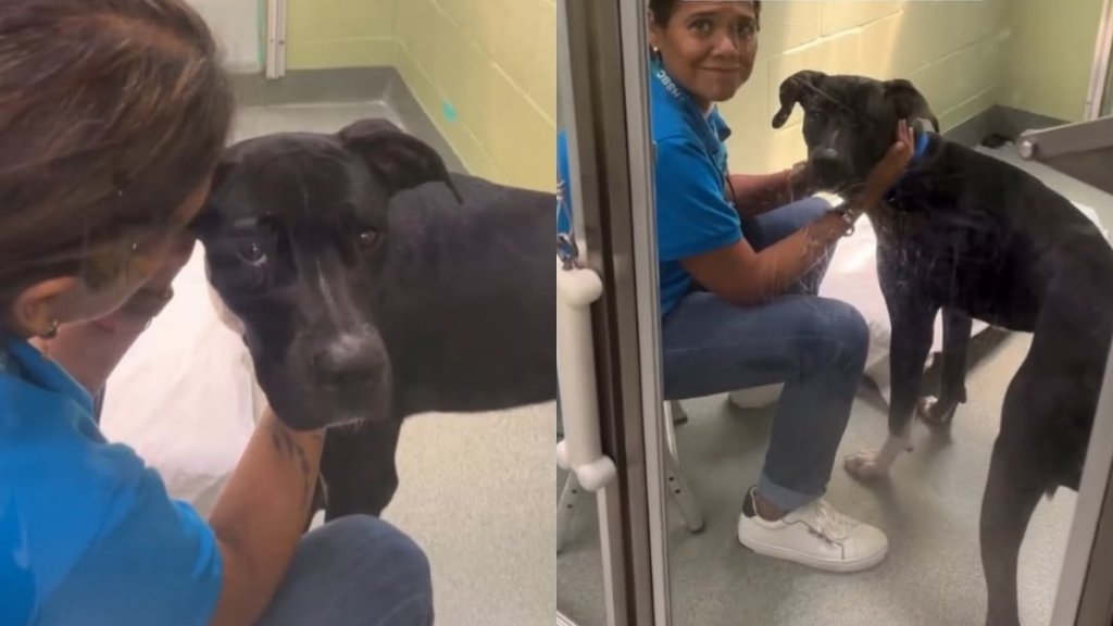 Shelter Dog Loses the Only Home He Ever Knew & Ends up Struggling in a Loud Kennel