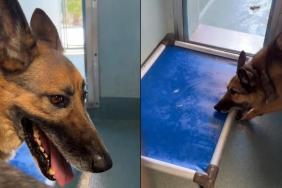 ‘Discarded’ Shelter Dog’s Reward for 8 Years of Loyalty Is a Lonely Kennel Life