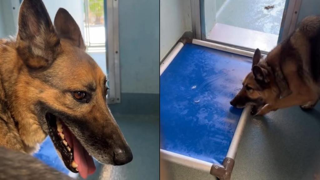 ‘Discarded’ Shelter Dog’s Reward for 8 Years of Loyalty Is a Lonely Kennel Life
