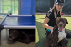 Human Finds Shelter Dog Hiding Under His Bed & Is Reminded of His Painful Past