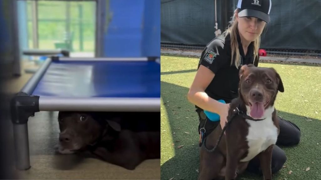 Human Finds Shelter Dog Hiding Under His Bed & Is Reminded of His Painful Past