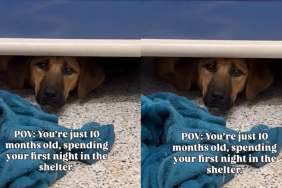 Shelter Dog Spends First Night at Kennel Hiding Under Her Bed, Terrified of the Unknown