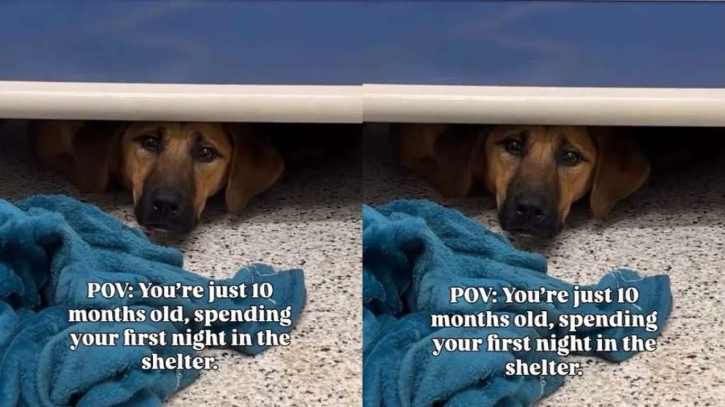 Shelter Dog Spends First Night at Kennel Hiding Under Her Bed, Terrified of the Unknown
