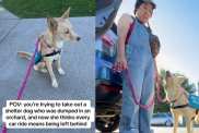 Human Takes Shelter Dog for a Car Ride, Unaware It Will Reveal a Painful Reminder of Her Past