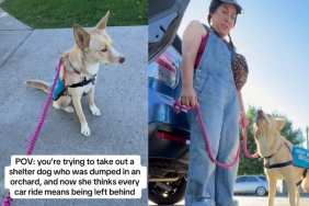 Human Takes Shelter Dog for a Car Ride, Unaware It Will Reveal a Painful Reminder of Her Past