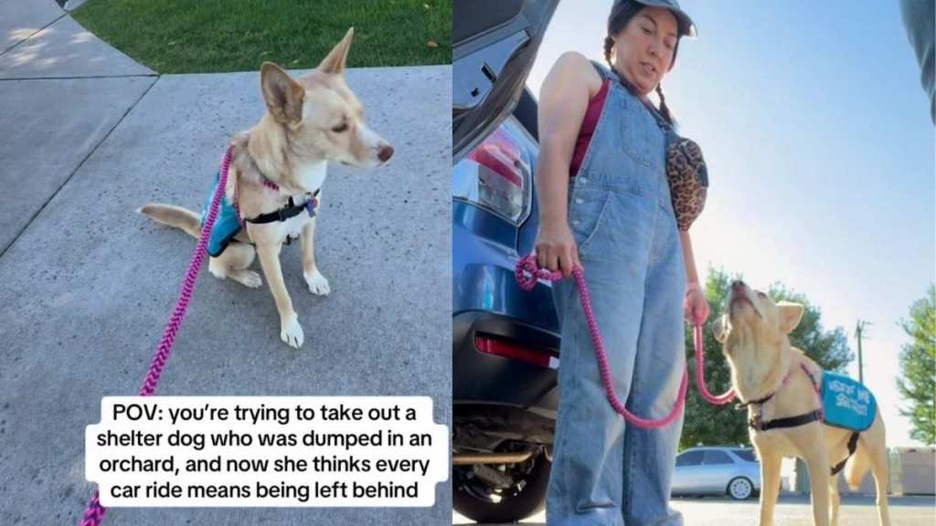 Human Takes Shelter Dog for a Car Ride, Unaware It Will Reveal a Painful Reminder of Her Past